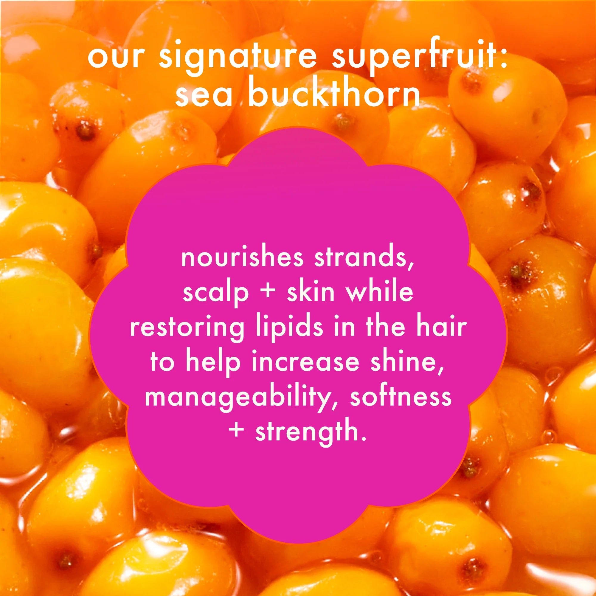Sea buckthorn superfruit illustration for Amika Superfruit Star lightweight oil
